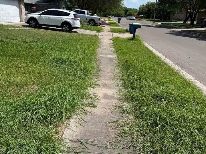 A sidewalk nearly swallowed by overgrown grass on both sides