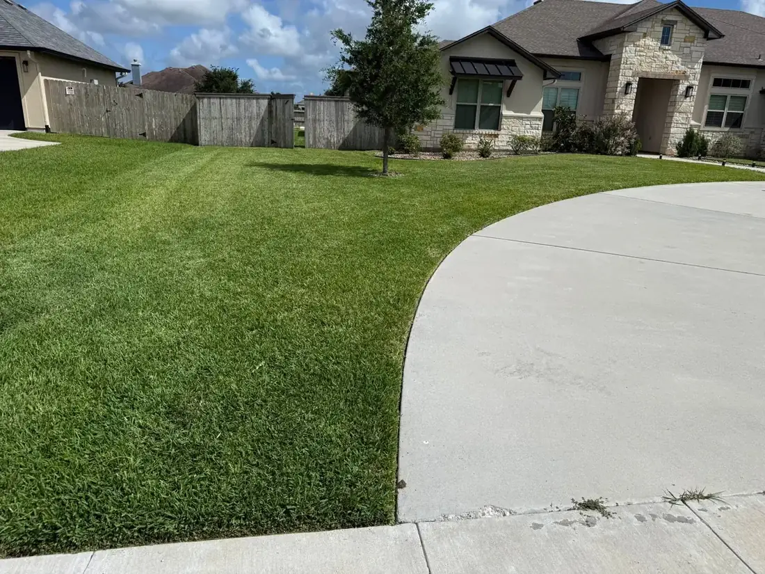 A crisply edged front lawn meeting a curved concrete driveway