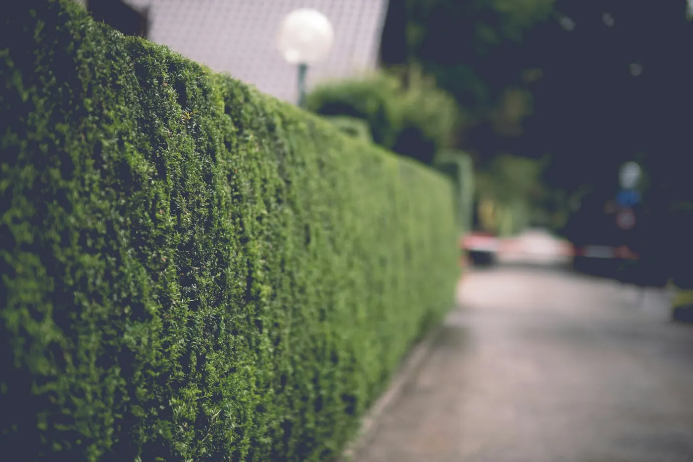 A tightly trimmed hedge line running along a walkway